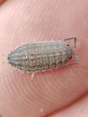 Proporcellio pusillus
