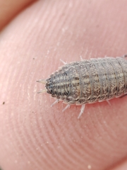 Proporcellio pusillus
