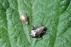Deraeocoris flavilinea