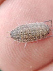 Proporcellio pusillus