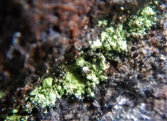 Leprocaulaceae