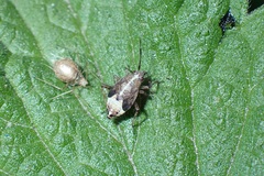 Deraeocoris flavilinea
