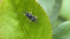 Brachymeria tibialis