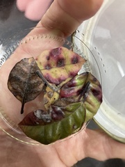 Austropuccinia psidii