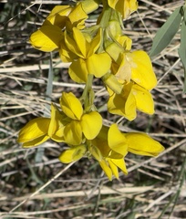 Thermopsis divaricarpa
