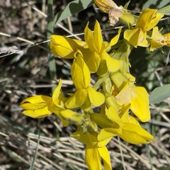 Thermopsis divaricarpa