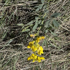 Thermopsis divaricarpa