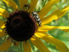 Acmaeodera mixta