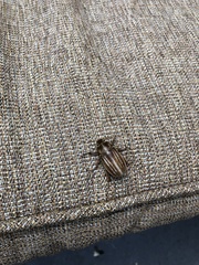 Polyphylla occidentalis