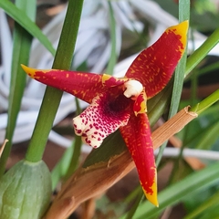 Maxillaria tenuifolia