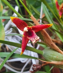 Maxillaria tenuifolia