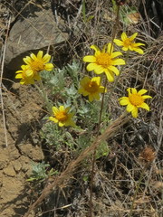 Eriophyllum lanatum integrifolium