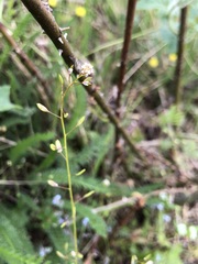 Draba muralis