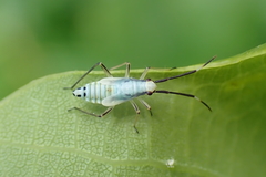 Cyllecoris histrionius
