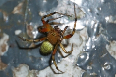 Araniella opisthographa