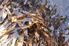 Laminaria sinclairii