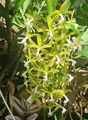 Epidendrum cristatum