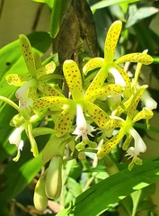 Epidendrum cristatum