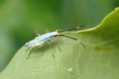 Cyllecoris histrionius