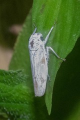 Tretogonia