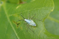 Cyllecoris histrionius