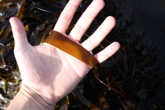 Laminaria sinclairii