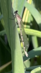 Enallagma cyathigerum