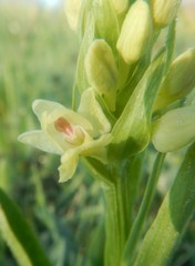 Dactylorhiza insularis