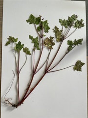 Geranium robertianum