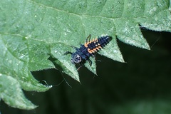 Harmonia axyridis