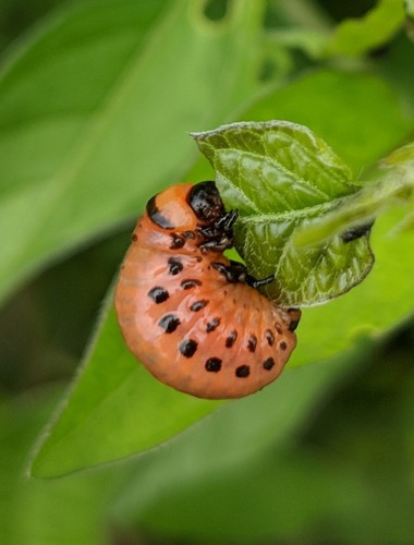 Colorado Potato Beetle photo 4