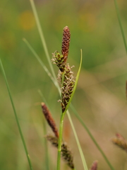 Carex umbrosa