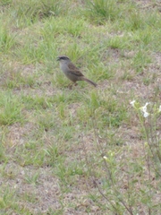 Oriturus superciliosus