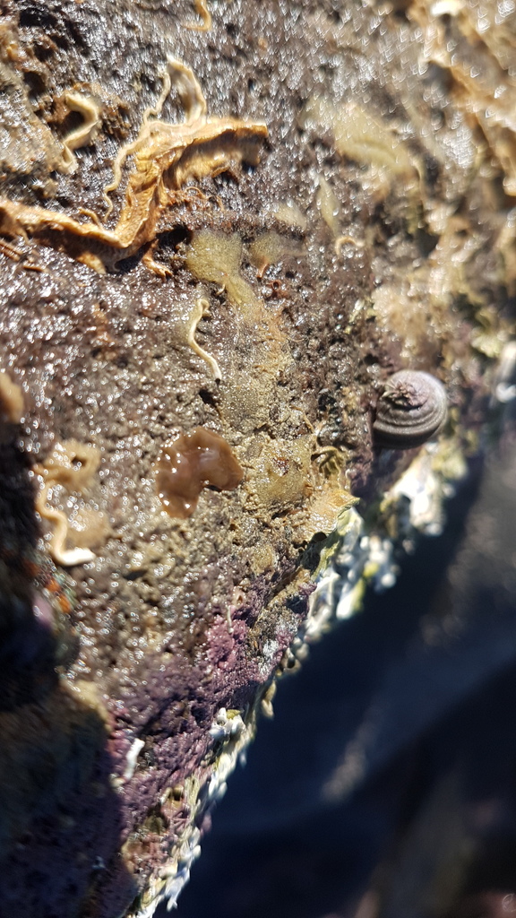 Anonymidae