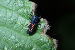 Harmonia axyridis