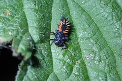 Harmonia axyridis