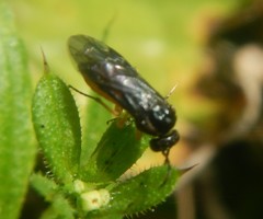 Halidamia affinis