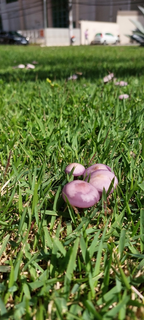Collybia sordida · May 2022 · photo: © carlosvidigal (iNaturalist, cc-by-sa)