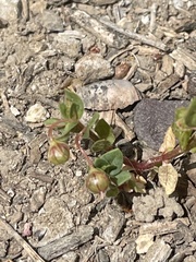 Lysimachia minima