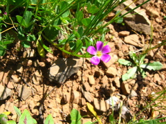 Calandrinia ciliata