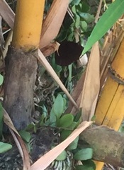 Elymnias hypermnestra