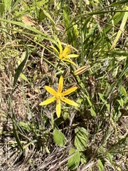 Bloomeria crocea
