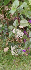 Critoniella acuminata