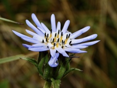 Perezia multiflora
