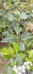 Critoniella acuminata