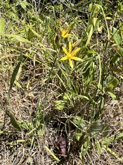 Bloomeria crocea