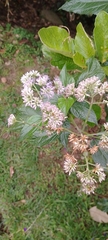 Critoniella acuminata