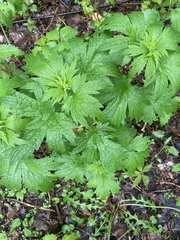 Leonurus cardiaca