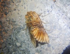 Oncocnemidinae