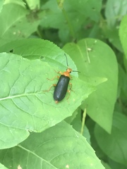 Neopyrochroa flabellata